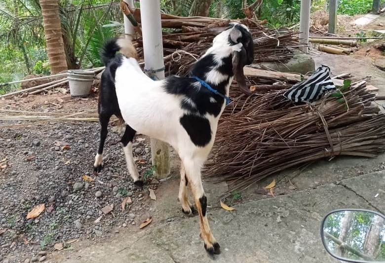 Menda atau wedhus (kambing) sesaji