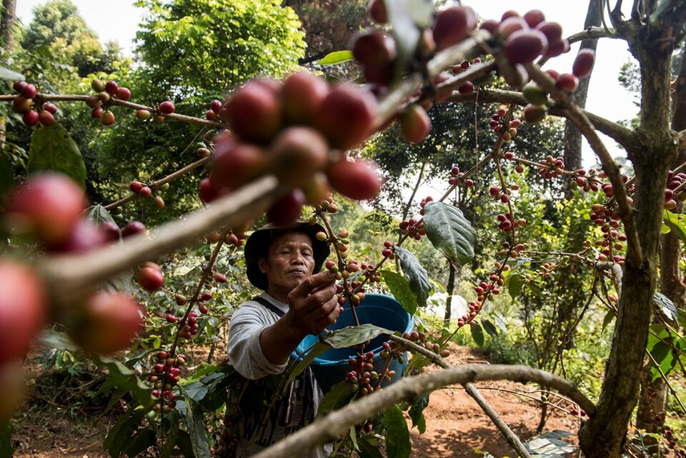 Agrowisata Kebun Kopi