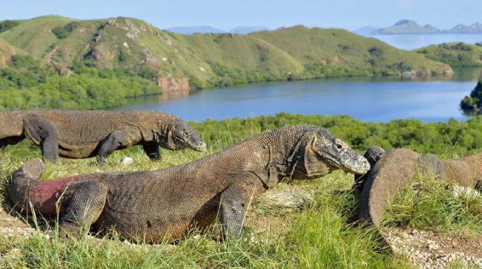 Wisata Pulau Komodo